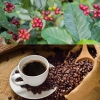 [Tìm đối tác] Có nguồn cà phê hữu cơ, trà nhập khẩu