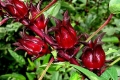 Hoa bụp giấm -Atiso Đỏ Bình Thuận