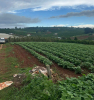 ĐẤT ĐẸP - GIÁ TỐT - CHỦ Cần Bán Nhanh 
- Vị Trí Tại :  Xã Tân Hà - Huyện Lâm Hà - Tỉnh Lâm Đồng