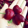 Cây giống Cherry Brazil nhiệt đới phù hợp với đất và khí hậu của nước ta. Cho quả 2 lần/năm