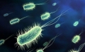 Men vi sinh Bacillus coagulans