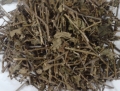 Cây thuốc cà gai leo