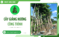 Cây Giáng Hương công trình