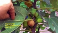 Sung Mỹ- Cây ăn quả mới đáng trồng