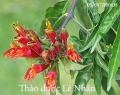 Bài thuốc từ cây mảnh cộng thiên nhiên