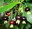 Cherry Brazil - Cây ăn quả trồng chậu làm cảnh mới