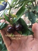 Mua cây cherry về trồng tại Nhà vườn Khánh Võ