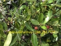 Cây cherry - Giống cherry nhiệt đới