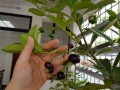 Nhận biết chuẩn giống cherry Brazil đang được bán nhiều ở nước ta