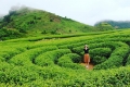 DU LỊCH MAI CHÂU - MỘC CHÂU 2 NGÀY 1 ĐÊM