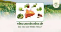 Nóng gan nên uống gì để thanh nhiệt nhanh chóng