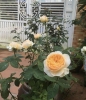 Giới thiệu một số loại hoa hồng bạn nên trồng