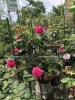 Bán hoa hồng thân gỗ siêu hoa giá rẻ