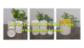 Hủ nhựa 500g vuông lùn, hủ nhựa 250g tròn nắp vặn, hủ nhựa 100g đựng kẹo trẻ em, hủ 50g tròn nắp garenti