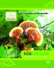 Bán nấm lim xanh tự nhiên loại nguyên cây