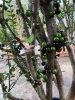 Cây Nho thân gỗ (Jabuticaba) ra đang trái xinh hết nấc