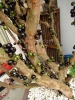Nho thân gỗ - Loài cây phong thủy đặc biệt