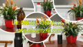 Vỏ chai nhựa 500ml đựng chất lỏng, chai nhựa 250ml đựng dầu, chai nhựa 100ml đựng dung dịch đậm đặc
