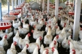 Đầu tư trang trại nuôi gà và định cư tại Mỹ