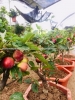 Táo Mỹ lùn siêu trái thích hợp trồng chậu bonsai