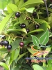 Chi tiết cách trồng và chăm sóc cherry Brazil