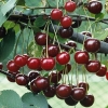 Cherry Úc, cây đang có trái, giá tốt