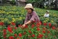 Tuyển 50 Nam Nữ làm vườn , Trồng Hoa