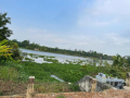 Bán đất MT sông Sài Gòn, tiện làm nhà vườn trang trại trái cây - Đất hàng năm khác DT TC= 45.000m2 -  3tr/m2.