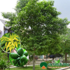 Trồng Cây Bóng Mát Trước Nhà Giúp Rước Lộc: Hoa Thơm, Vừa Làm Thuốc Vừa Tốt Cho Phong Thủy