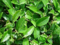 Bán chiết xuất trà xanh, Nguyên liệu mỹ phẩm từ thiên nhiên