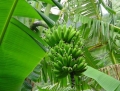 Chuyên cung cấp chuối hột rừng khô ngâm rượu giá rẻ 85k/kg