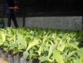 CUNG CẤP GIỐNG CHUỐI GIÀ NAM MỸ, CHUỐI SỨ