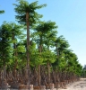Bán cây giáng hương tại Bình Định